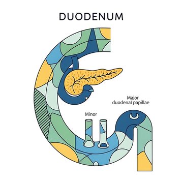 Diagram of human duodenum and major duodenal papilla.