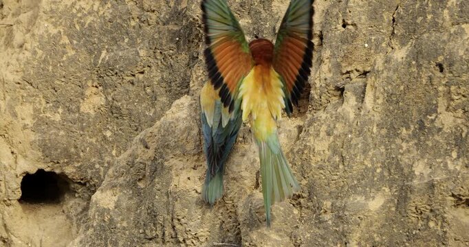 Couple of European bee eaters (Merops apiaster), preparing their nest. The Camargue, Southern France.