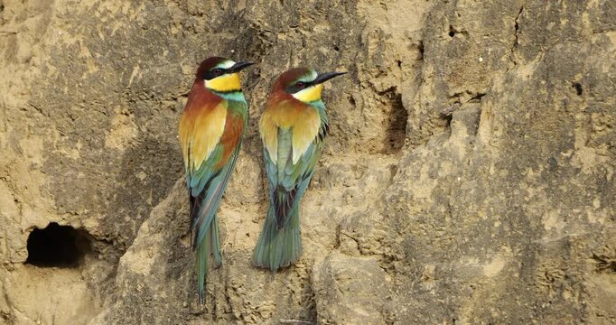 Couple of European bee eaters (Merops apiaster), preparing their nest. The Camargue, Southern France.