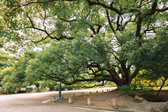 Massive ancient camphor tree inside Kyoto Gyoen National Garden with lush green canopy and peaceful atmosphere, Kyoto, Japan 