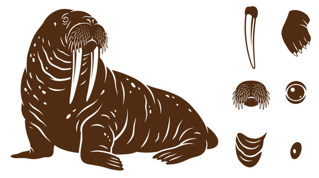 Brown walrus silhouette vector infographic sheet displaying animal body parts tusk flipper whiskers eye and skin fold on white background.