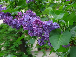 Obraz premium lilac flowers in the wind