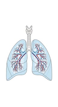 Blue watercolor illustration of human lungs with bronchial tubes.