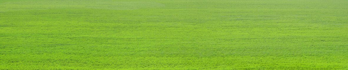 Obraz premium Wide nature green grass background of a summer meadow.