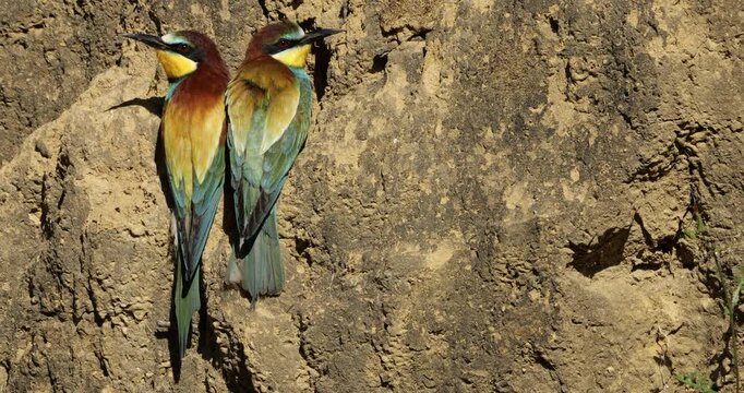 Couple of European bee eaters (Merops apiaster), preparing their nest. The Camargue, Southern France.