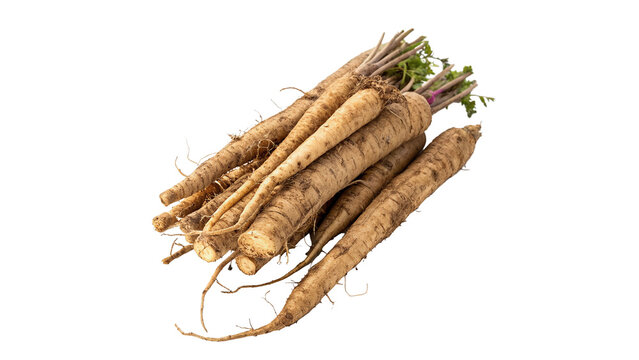 Bunch of fresh organic raw salsify roots agriculture harvest isolated on transparent background cut out