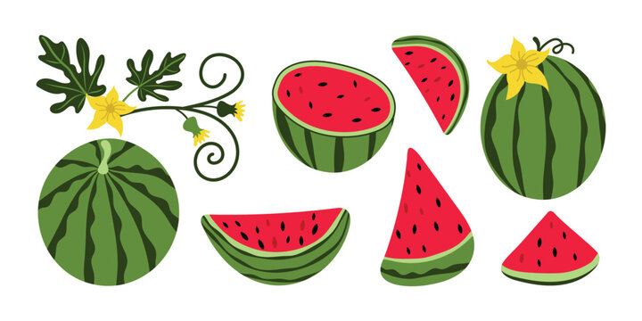 Hand-drawn watermelon with leaves and flowers in a modern style. Summer design for templates, posters, postcards, covers, and more. Vector illustration.