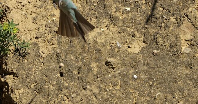 European bee eater (Merops apiaster), perched on a sand cliff. The Camargue, Southern France.