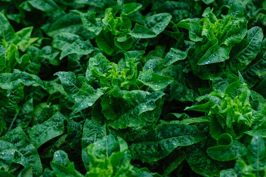 Green stem lettuce crops in the field