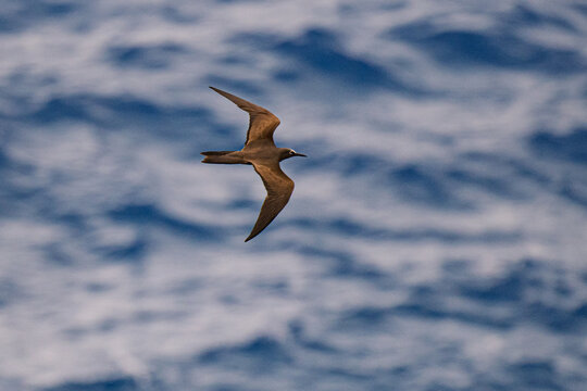 Brown Noddy Gliding over Ocean Surface