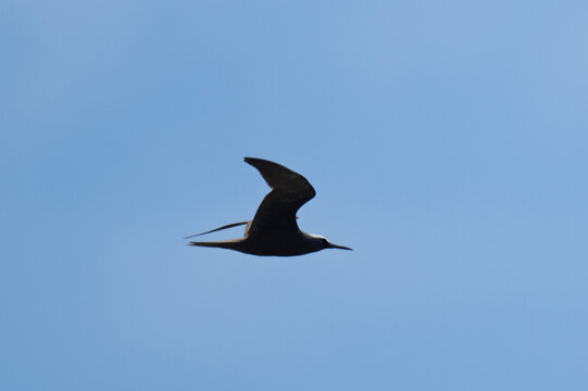 Lesser Noddy Flying Gracefully in Blue Sky
