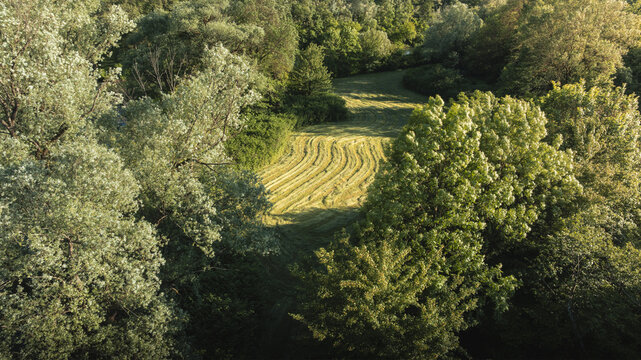 Aerial view of Pot Na Debni Vrh featuring a mown meadow with wavy patterns surrounded by dense green forest and sunlit treetops in Ljubljana, Ljubljana, Slovenia.