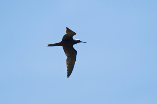 Lesser Noddy Flying over Tropical Sea