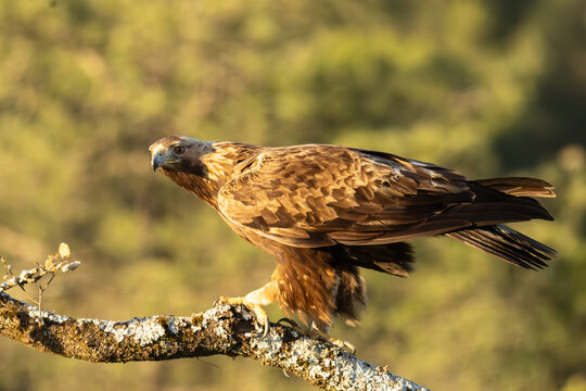 Steinadler