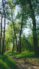 Fototapeta premium A narrow dirt path winding through a lush green forest with tall trees and vibrant grass illuminated by warm sunlight.