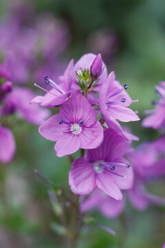Detailed close up of pink Veronica prostrata Mrs Holt flowers blooming in a spring garden, prostrate speedwell perennial plant macro background