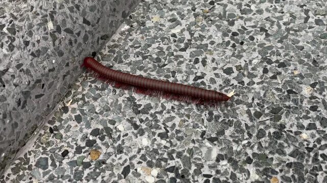 A red-brown centipede of the class Diplopoda moves slowly along a gray concrete path in a park in Phuket, Thailand.