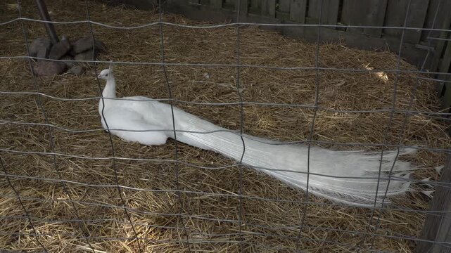 A rare white leucistic peacock lies on a bed of hay inside a fenced enclosure at a zoo or farm