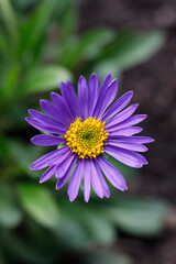 Obraz premium Macro photograph of a vibrant purple alpine aster flower with a bright yellow central disc and delicate violet petals blooming in a garden