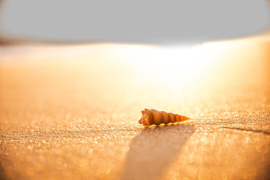 Tiny seashell on. sandy beach macro close-up