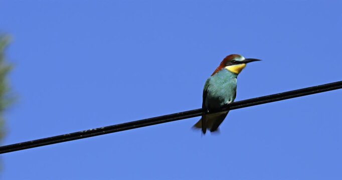 Couple of European bee eaters (Merops apiaster), perched on a cable. The Camargue, Southern France.