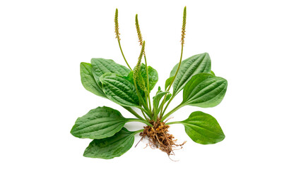Green leaves broadleaf plantain plantago major wild medicinal herb isolated on transparent background cut out © 1png-stock