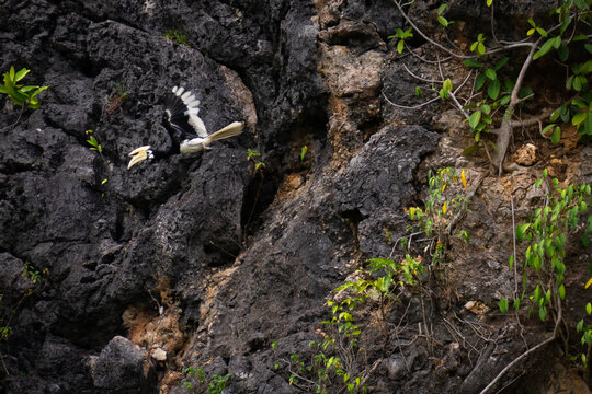 Rangkong Bird