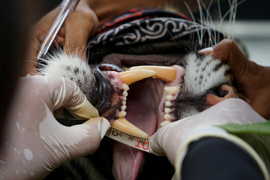 Medical check Panthera Tigris Sumatrae