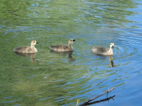 Canada Goose Goslings Swimming in Pond in Louisville Colorado