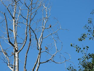 Obraz premium Mourning Doves Perched on Bare Tree Branches Against Blue Sky