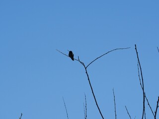 Fototapeta premium Silhouette of a Hummingbird Perched on Bare Branch Against Blue Sky