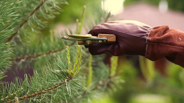 Pruning and shaping pine trees with pruning shears, hands in gloves pruning green pine branches.
