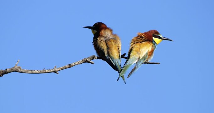 European bee eaters (Merops apiaster), perched against the blue sky, The Camargue, Southern France.