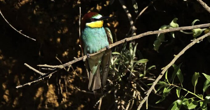 European bee eater (Merops apiaster), perched on branches. The Camargue, Southern France.