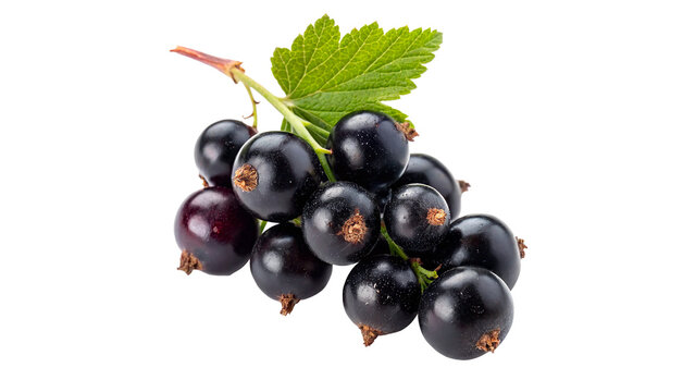 Bunch of fresh organic black currant berries with leaves isolated on transparent background