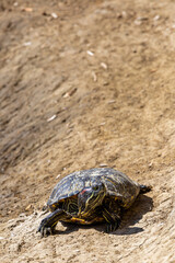 Obraz premium Red-eared slider turtle resting on dry ground in natural sunlight