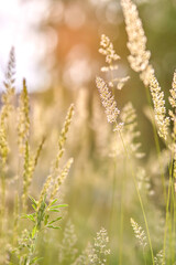 Obraz premium Close-up of golden grass blades swaying in soft sunlight during summer
