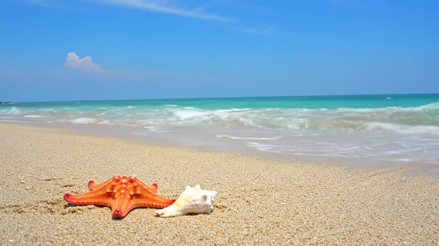 Breathtaking wide video of a pristine tropical beach with gentle turquoise waves, orange starfish, white conch shell on sand under bright daylight. Ultimate tranquility concept