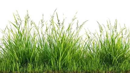 Obraz premium grass isolated on white background/Dense green wild grass border isolated on white background with sharp natural detail. Stock Illustration