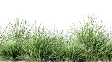 Fototapeta premium grass isolated on white background High-resolution image