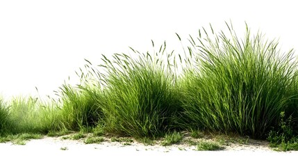 Fototapeta premium grass isolated on white background High-resolution image