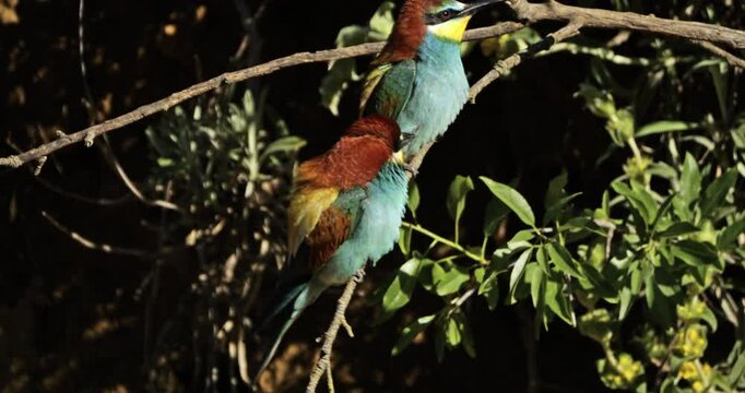 Couple of European bee eaters (Merops apiaster), perched on branches. The Camargue, Southern France.