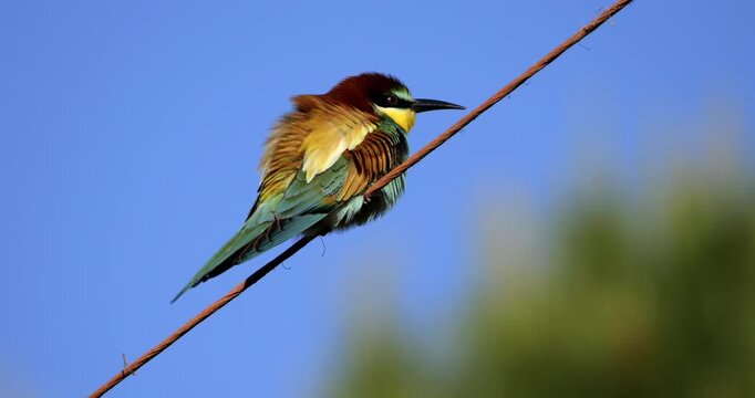 European bee eater (Merops apiaster), perched against the blue sky, The Camargue, Southern France.
