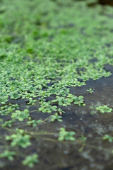 Fototapeta premium Green water starwort plants floating on the surface of a pond