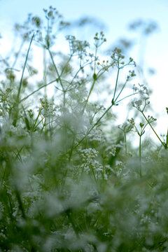 Soft focus view of blooming marsh bedstraw wildflowers in a meadow