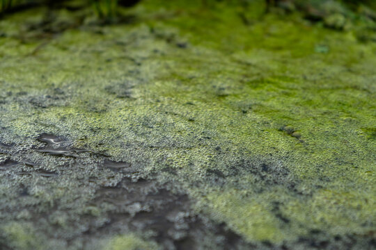 Green algae and gas bubbles on a stagnant pond surface