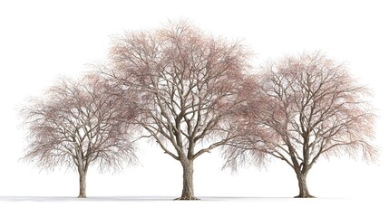 Fototapeta premium Three Box Elder Acer Negundo Trees In A Detailed 3d Illustration With white background Background Stock Illustration