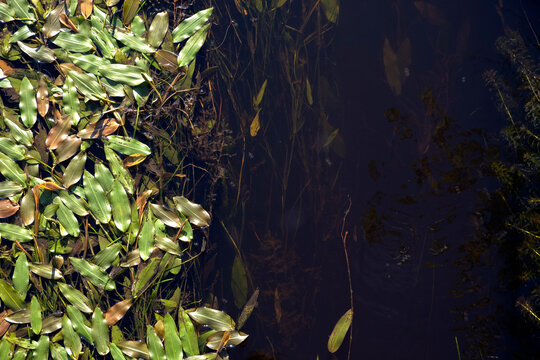 Aquatic leaves floating on a dark water surface with copy space
