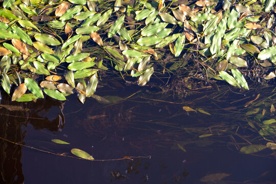 Aquatic plants and floating green leaves on the surface of clear dark water, copy space