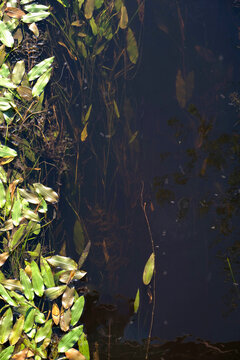Aquatic leaves floating on a dark water surface with copy space